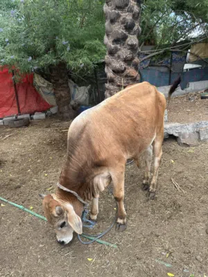 للبيع عجل فول سمنه