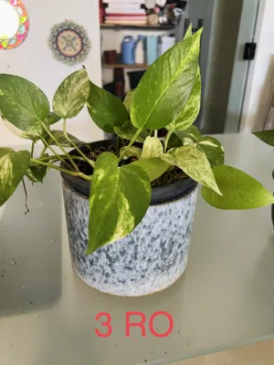 Indoor and outdoor plants and decorations items .