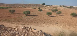 Farm Land for Sale in Murqub Souq Elkhamis