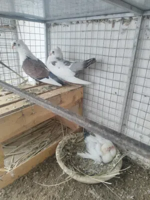 بيع انواع حمام