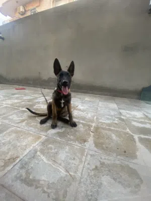 سلام عليكم كلاب مالينوا انتايه