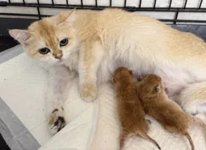 British short hair ny12 female and two kittens
