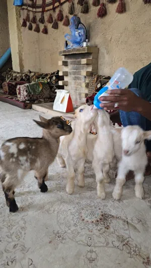 ماعز قزمي بسعر بطل ومستوى رائع