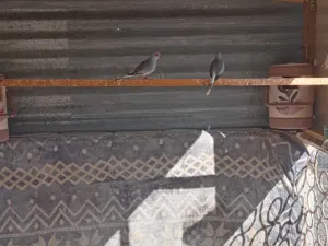 يوجد لدينا طيور للبيع يمامه زوج واحد 9ريال وفي زوج أرانب 12ريال أنثى عشار