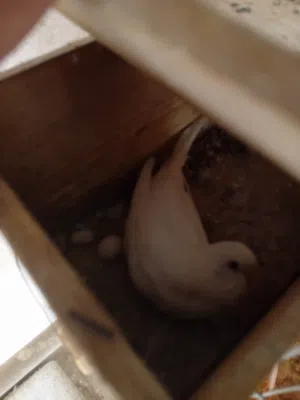 جوز تحته دحي