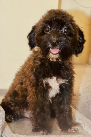 انثى توي بودل حجم تي كب بعمر 5 شهور Female teacup toy poodle 5 month old