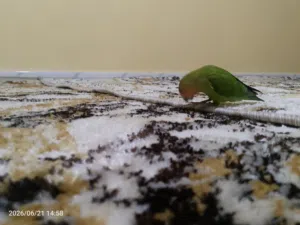 عصفور زينا النوع روز ربي يبارك مروض ترويض تام