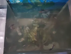 Fish3