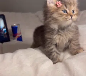 قطط شيرازي للبيع