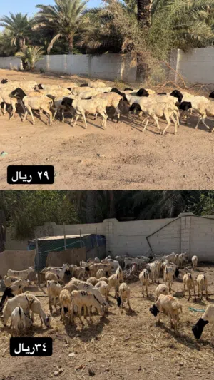 للبيع اغنام صومالي الحجم الصغير و المتوسط