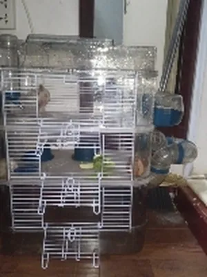 4 hamster with cage