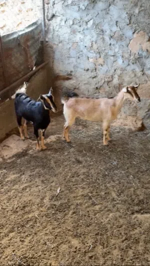 حلال الدار عقر اضاحي