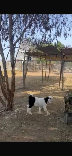 حيوانات للبيع