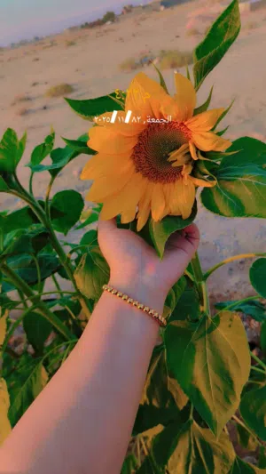 فاطمه محمد 