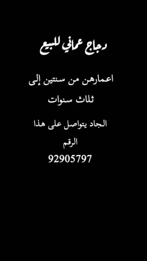 دجاج عماني بياض