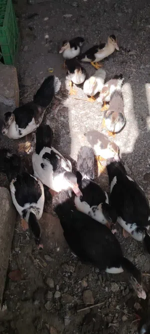 بط مصري عمر 3 شهور تقريباً