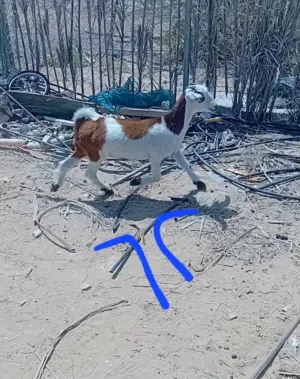 للبيع تيوس وسخلات وحمله
