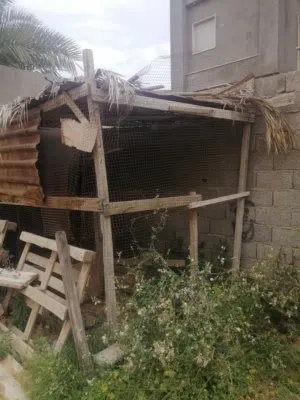 براكة للبيع تربية حيوانات