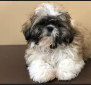 55-year-old female Shih Tzu puppy