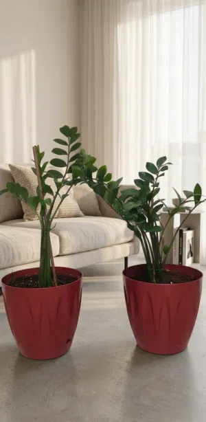 Stunning Pair of ZZ Plants!