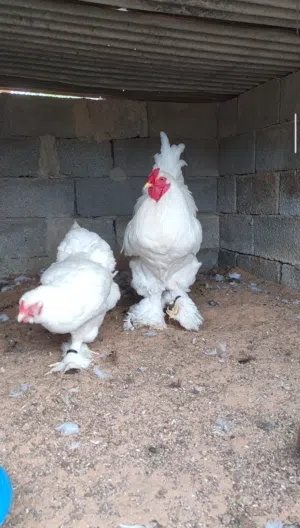 براهما ثلجي