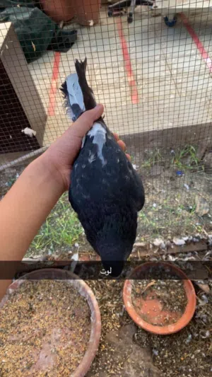 للبيع حمام لوت