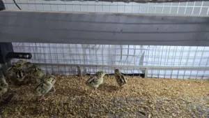 فروخ حجل باكستاني وفروخ فزن