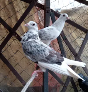 عرطه الحبه الحمامه بخمسميه