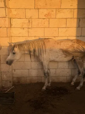 خيول عربيه واهوا