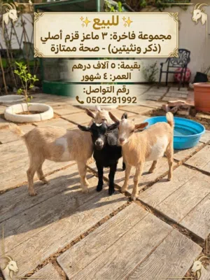ماعز أمريكي اصلي