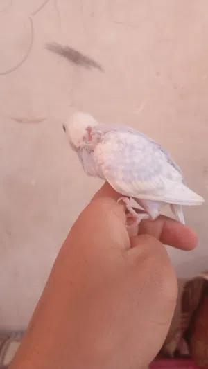 طيور حب زق