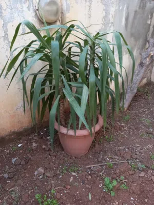شجر يوكا للبيع