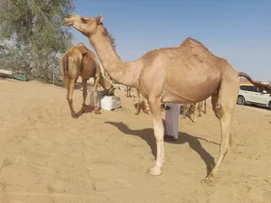 ‏جمال‏0