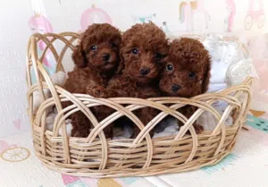 Toy poodle