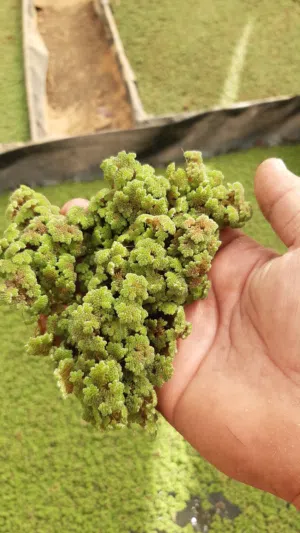 ازولا الاردنيه