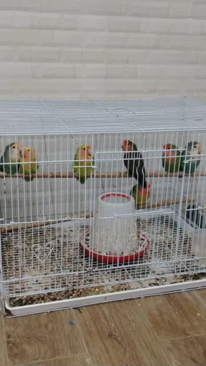 طيور الروز (مانجو) بيع الجمله فقط