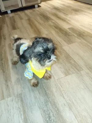 شيتزو للبيع تربية بيت