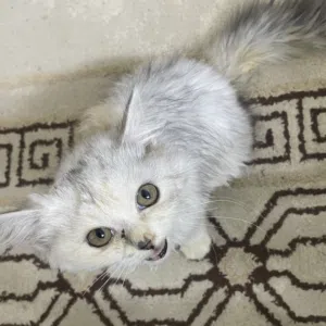 قطعه أنثى صغيره عمرها اقل عن سنه