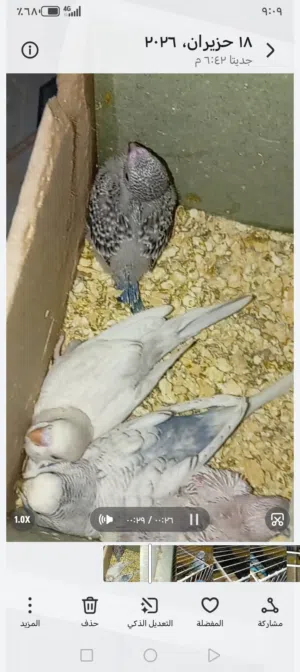 4 جواز طيور حب كلها تحتها فراخ بسعر مناسب
