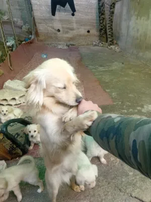 كلب فرنسي اللبيع ذكر