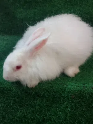 ارنب عيون حمر امريكي شعر كثيف
