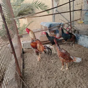 دجاج باكستاني 4 دجاجات وديك منتج