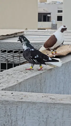 حمام كش وأزواج زاجل وسوري