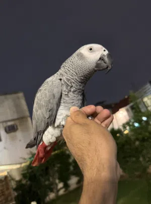 ببغاء كاسكو اليف ومتكلم