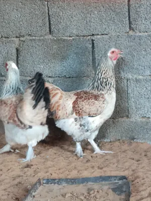 دجاج عربي غليظ وهجين براهما