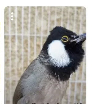 مطلوب فرخ بلبل