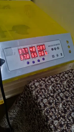 eggs incubator fully automatic