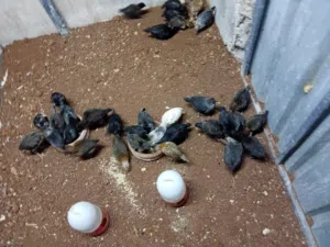 مطلوب صيصان