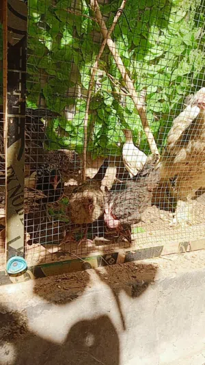 دجاج للبيع عرب ابراهمه فسيفي