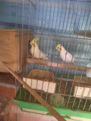 مجموعة طيور مميزه بسعر مغري